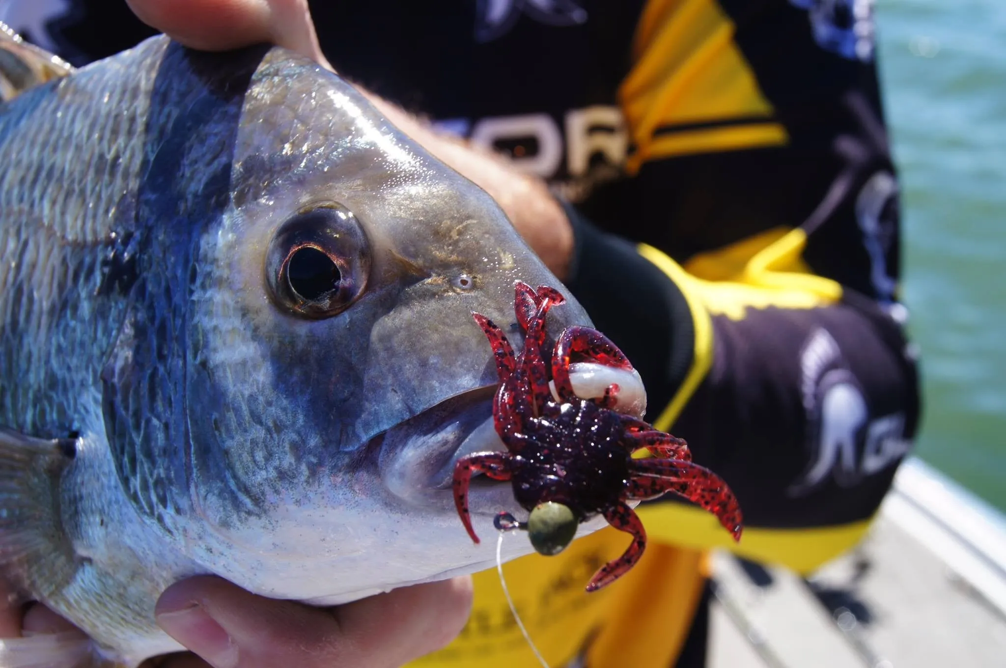 Bait Breath Rockin Crab 2" #106
