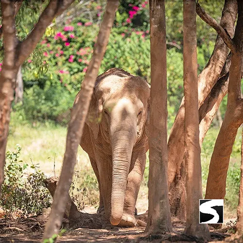 Elephant Sanctuary Samui - Ethical Animal Experience