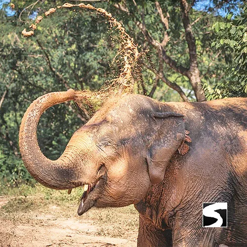 Elephant Sanctuary Samui - Ethical Animal Experience