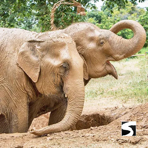 Elephant Sanctuary Samui - Ethical Animal Experience