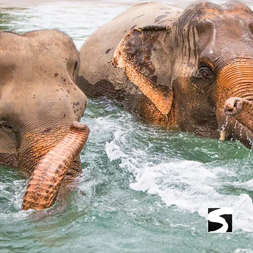 Elephant Sanctuary Samui - Ethical Animal Experience