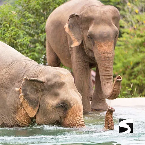 Elephant Sanctuary Samui - Ethical Animal Experience