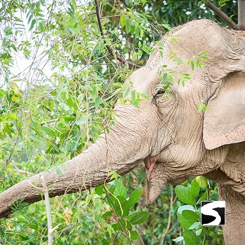 Elephant Sanctuary Samui - Ethical Animal Experience