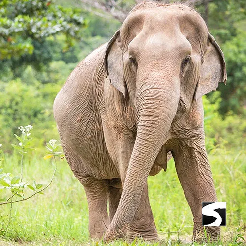 Elephant Sanctuary Samui - Ethical Animal Experience