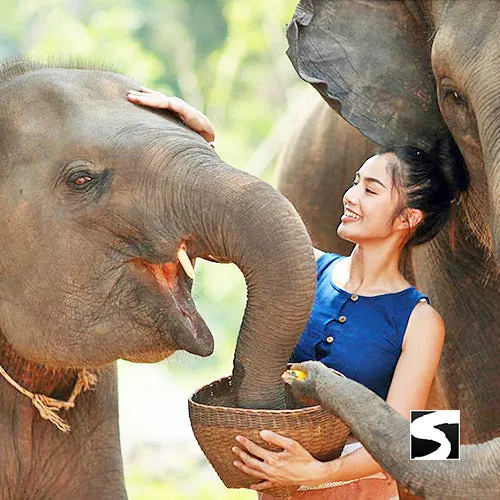 Elephant Sanctuary Samui - Ethical Animal Experience