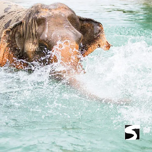 Elephant Sanctuary Samui - Ethical Animal Experience
