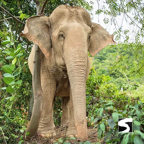 Elephant Sanctuary Samui - Ethical Animal Experience