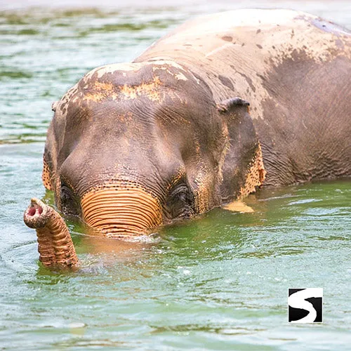 Elephant Sanctuary Samui - Ethical Animal Experience