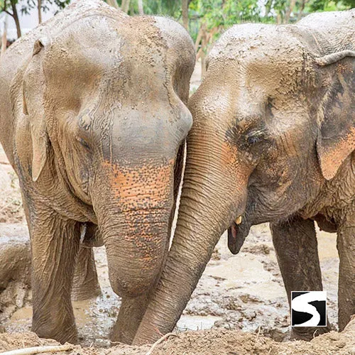 Elephant Sanctuary Samui - Ethical Animal Experience