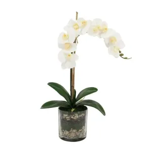 Faux White Phalaenopsis Orchid Arrangement in Glass Vase