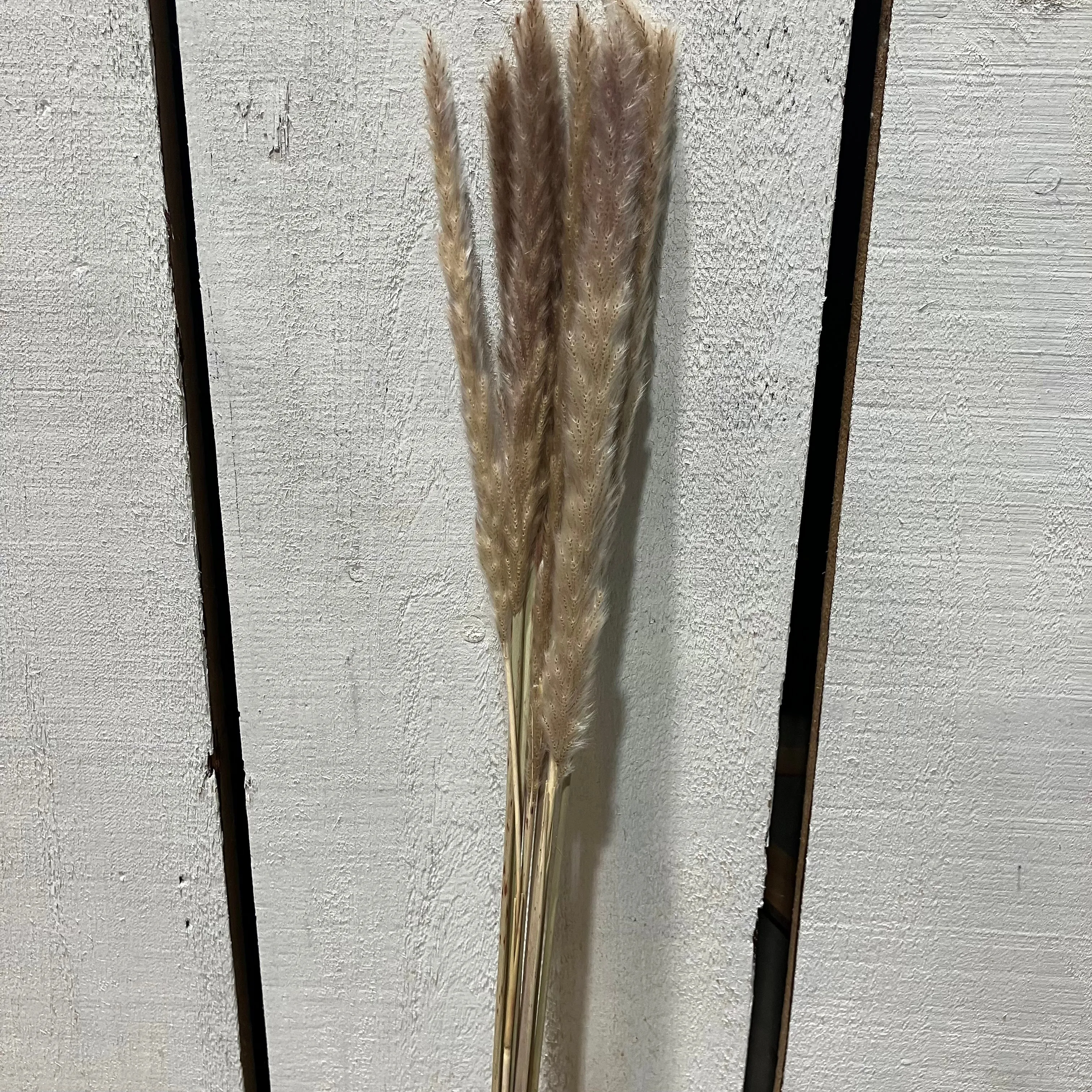 Grass Natural