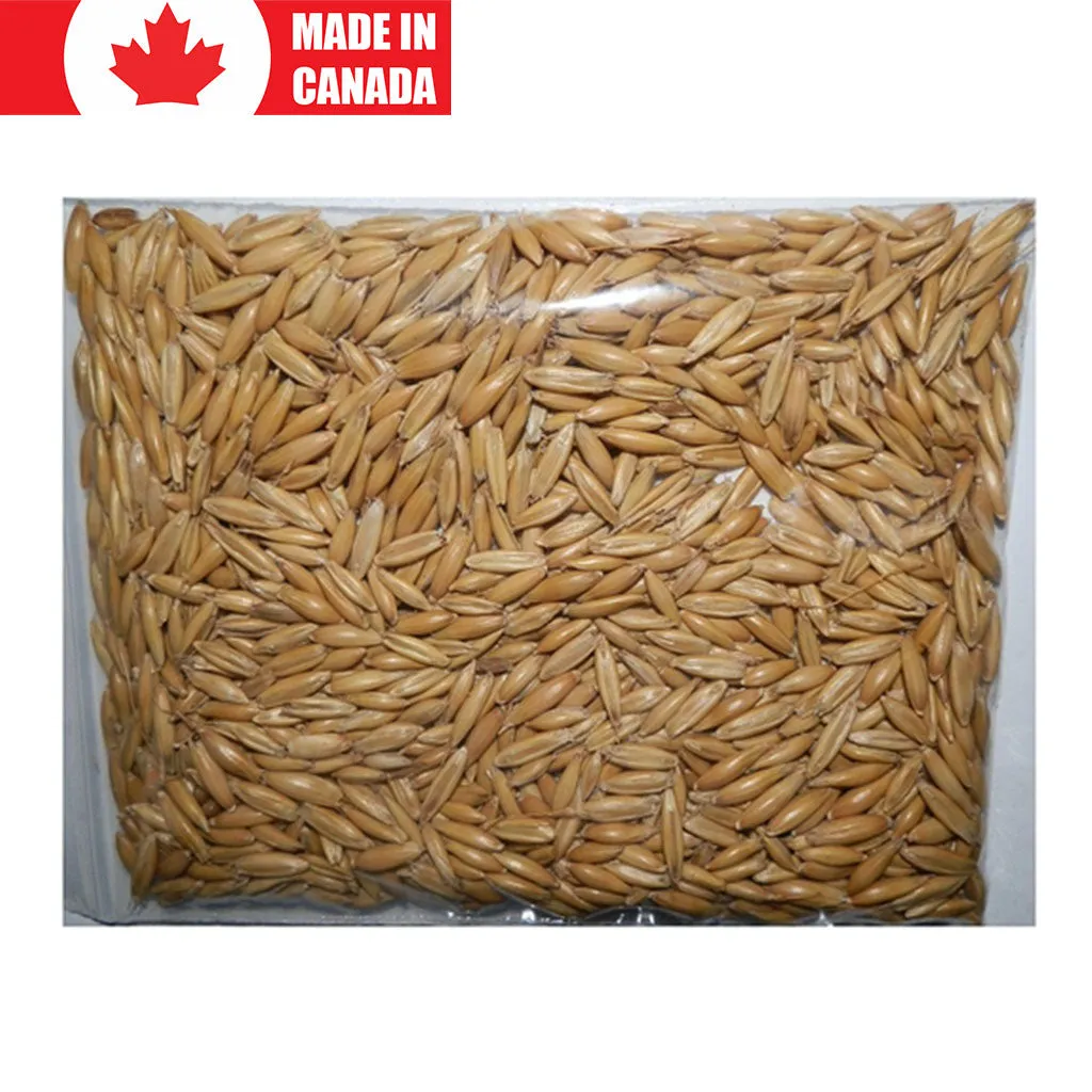 Oat Grass Seeds