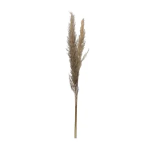 PAMPAS GRASS BUNCH, NATURAL DRIED