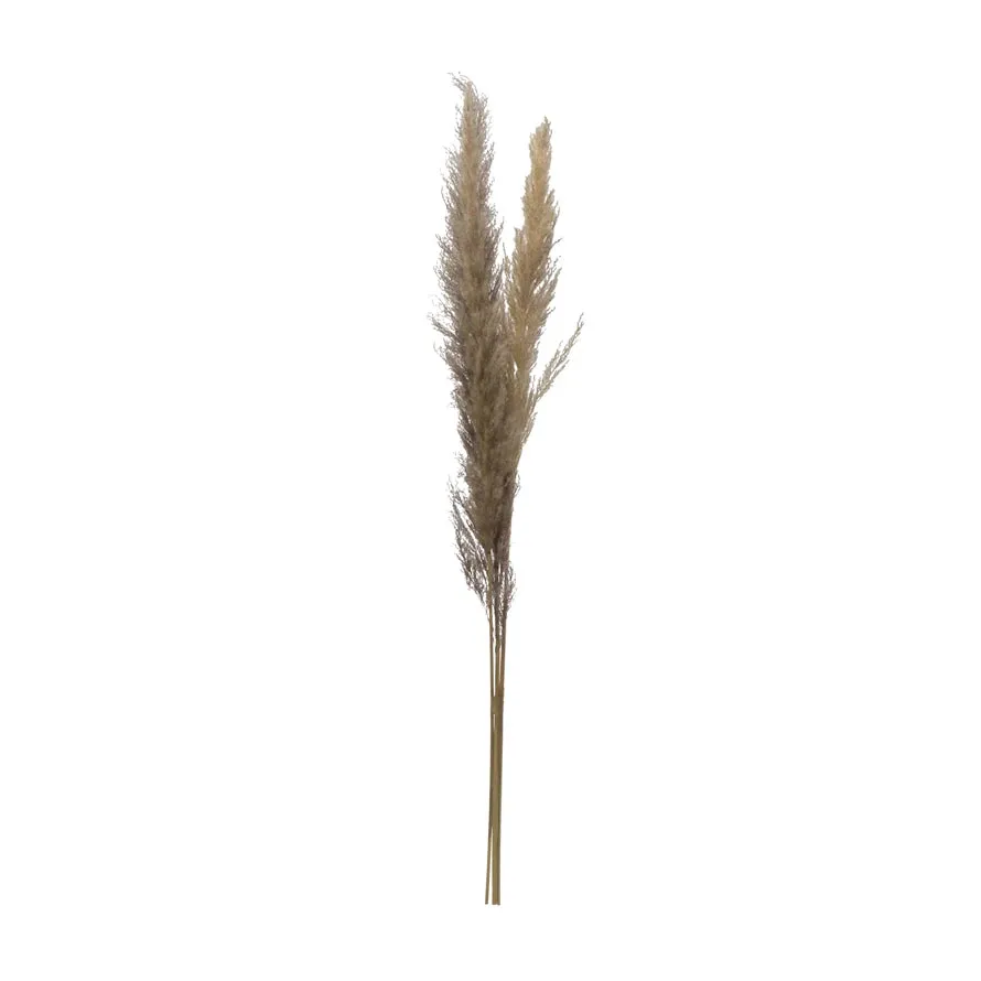 PAMPAS GRASS BUNCH, NATURAL DRIED